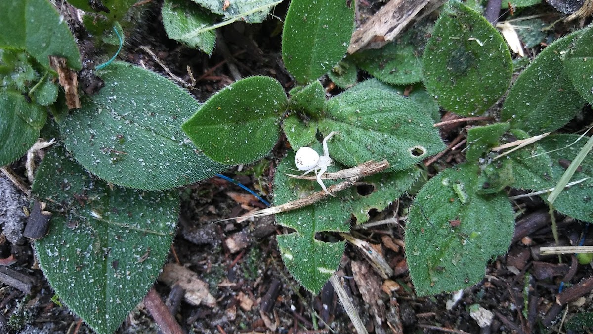 Flower (crab) spider