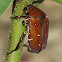 Cetoniine Chafer Beetle