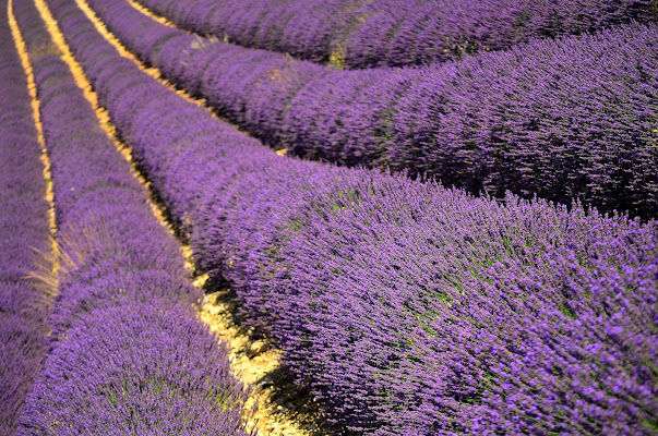 Lavanda di Elisabetta Castellano