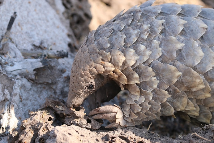 Pangolin conservation at andBeyond Phinda Private Game Reserve.