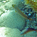 Axillary wrasse