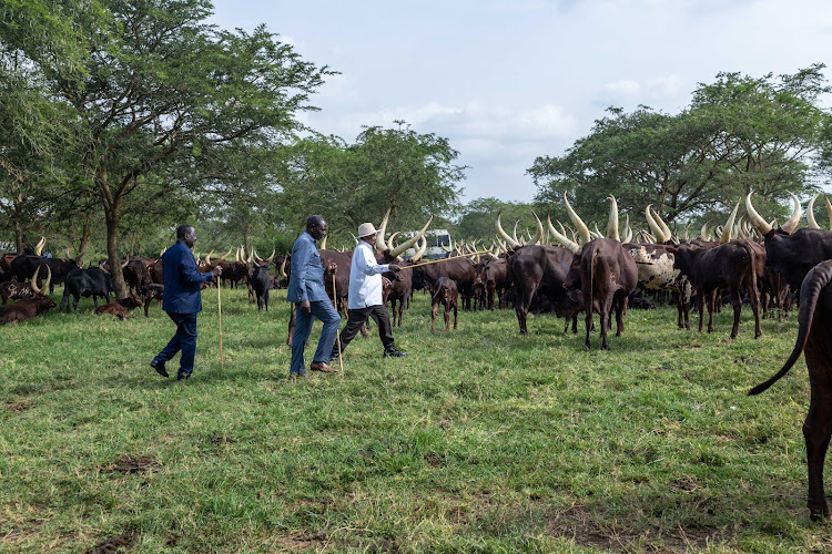 President William Ruto (grey suit), Ugandan President Yoweri Museveni (white shirt), and ODM leader Raila Odinga looking after cows at Museveni's Kisozi country home in Uganda.