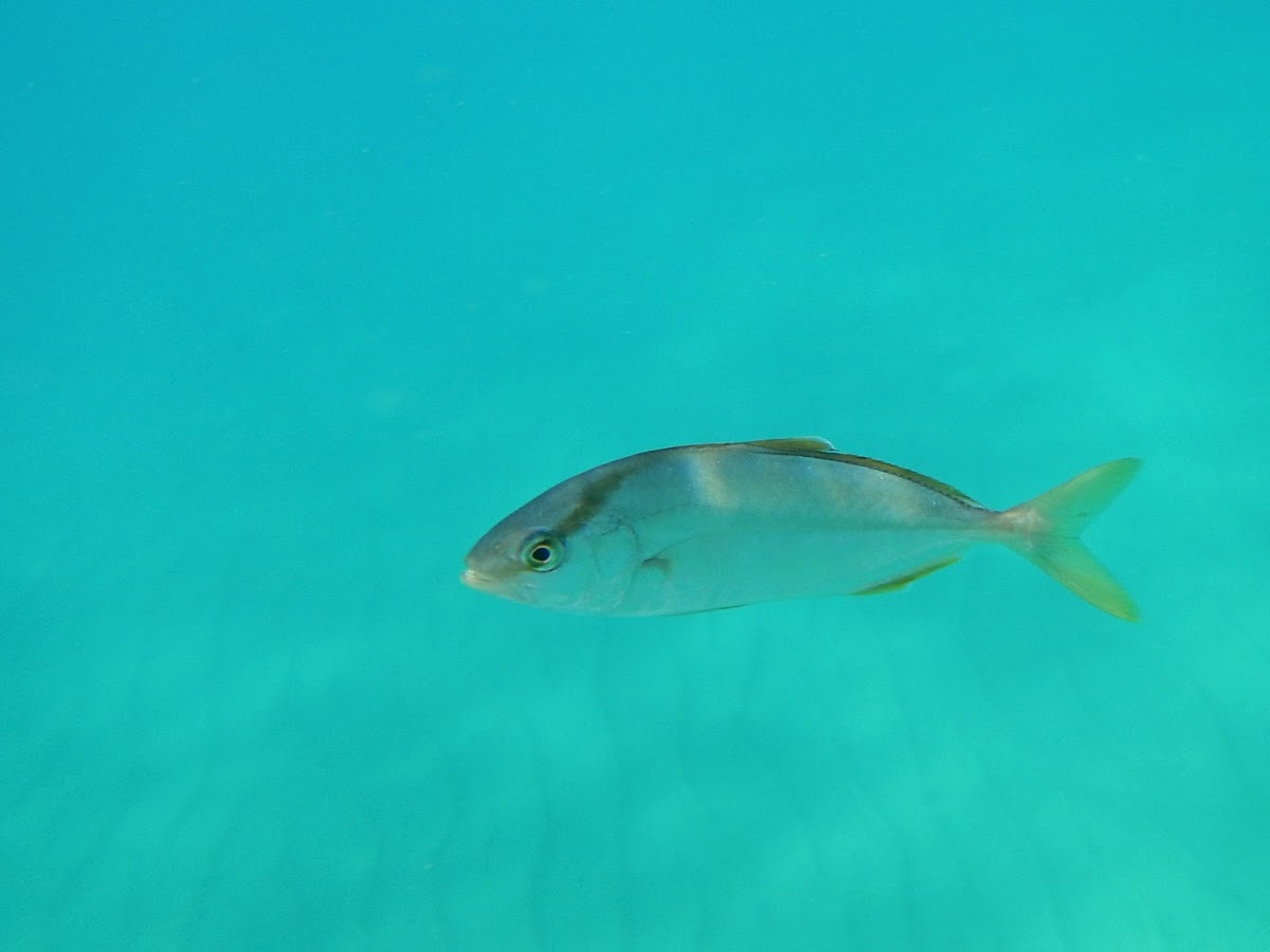 Greater Amberjack