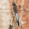 Black-tailed Skimmer