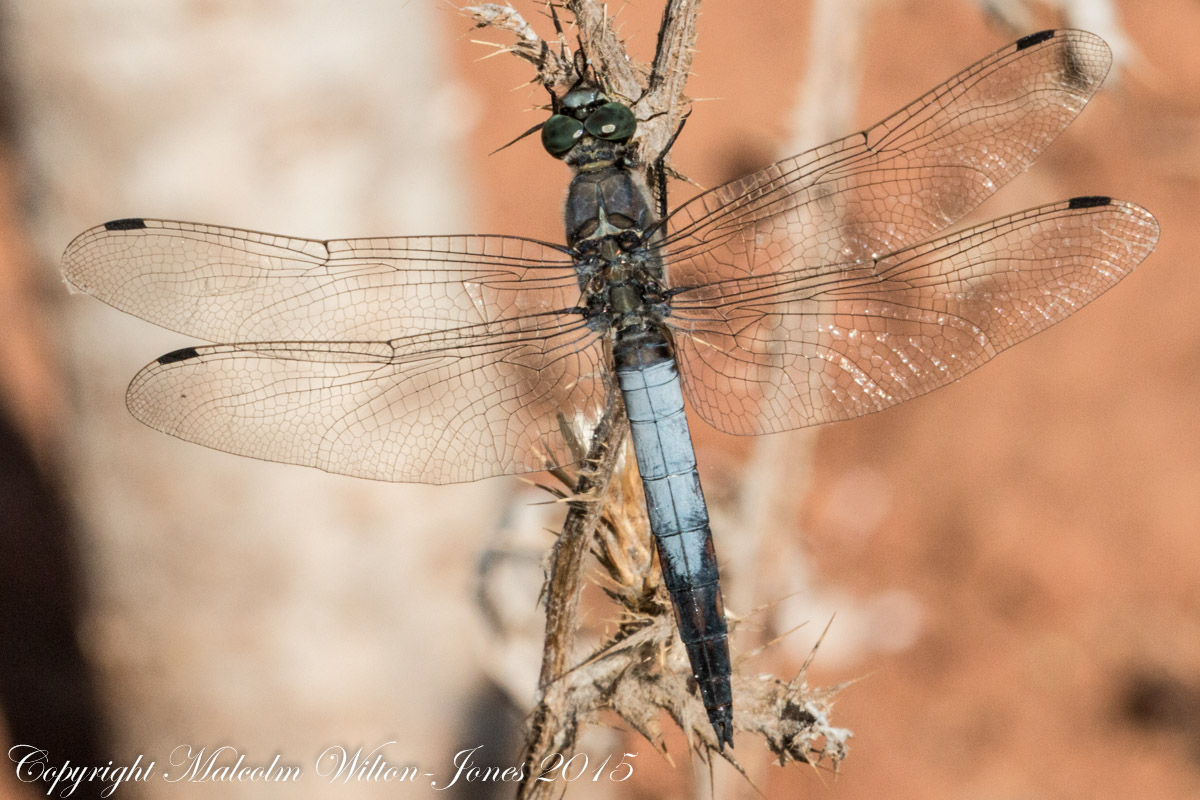 Black-tailed Skimmer