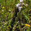 Pale-Spiked Lobelia