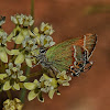 Juniper hairstreak