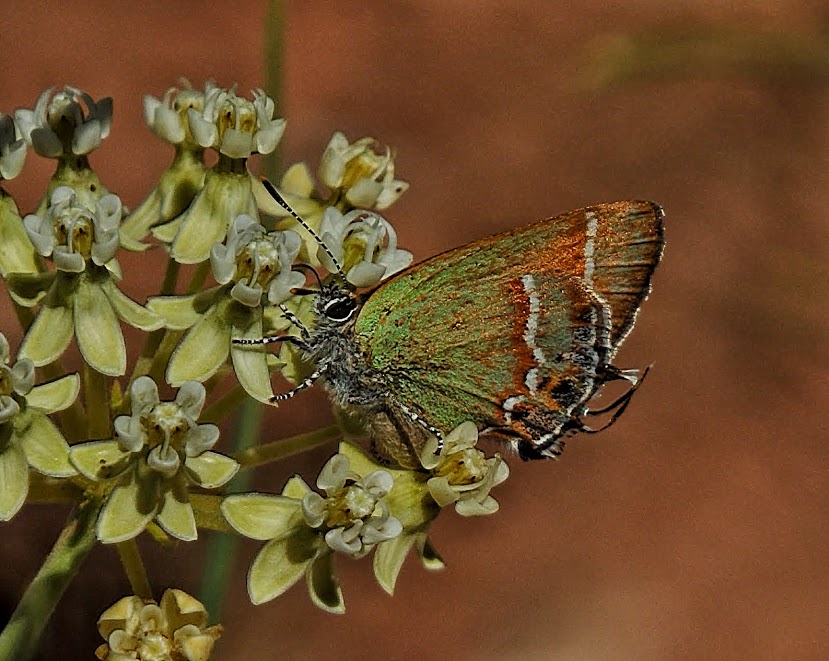 Juniper hairstreak