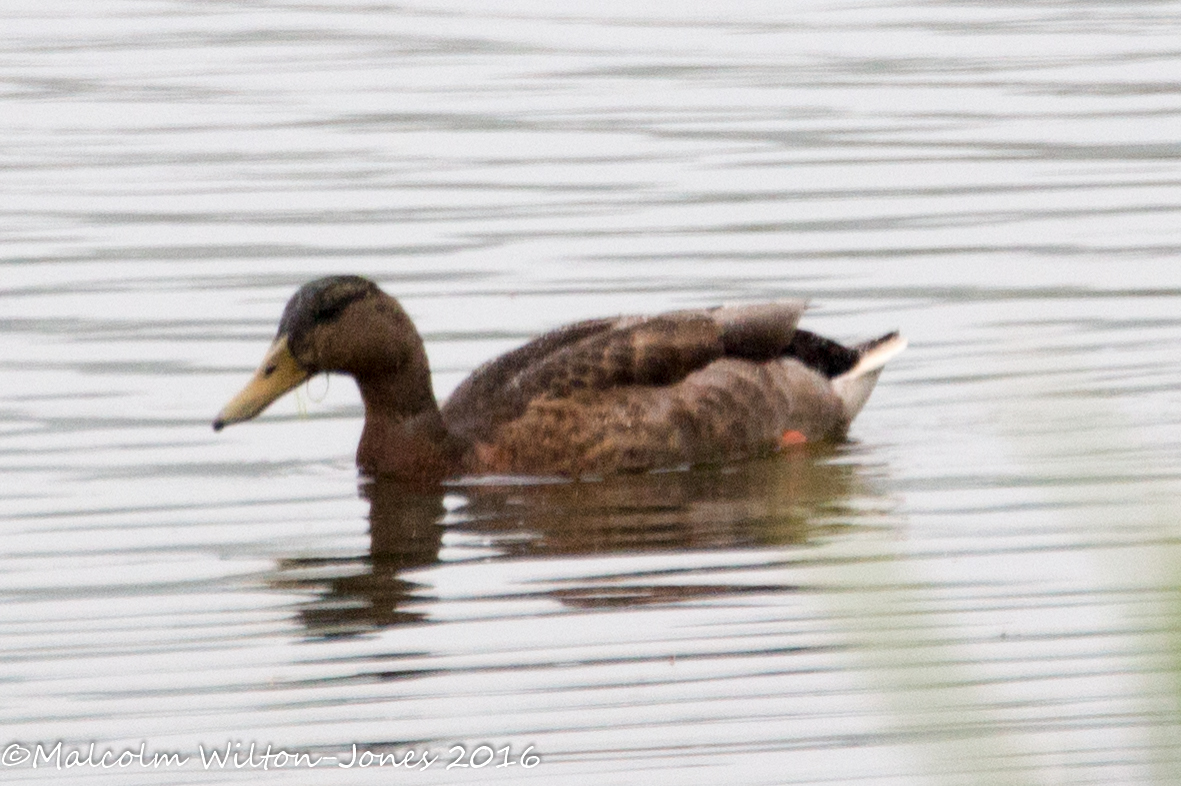 Mallard