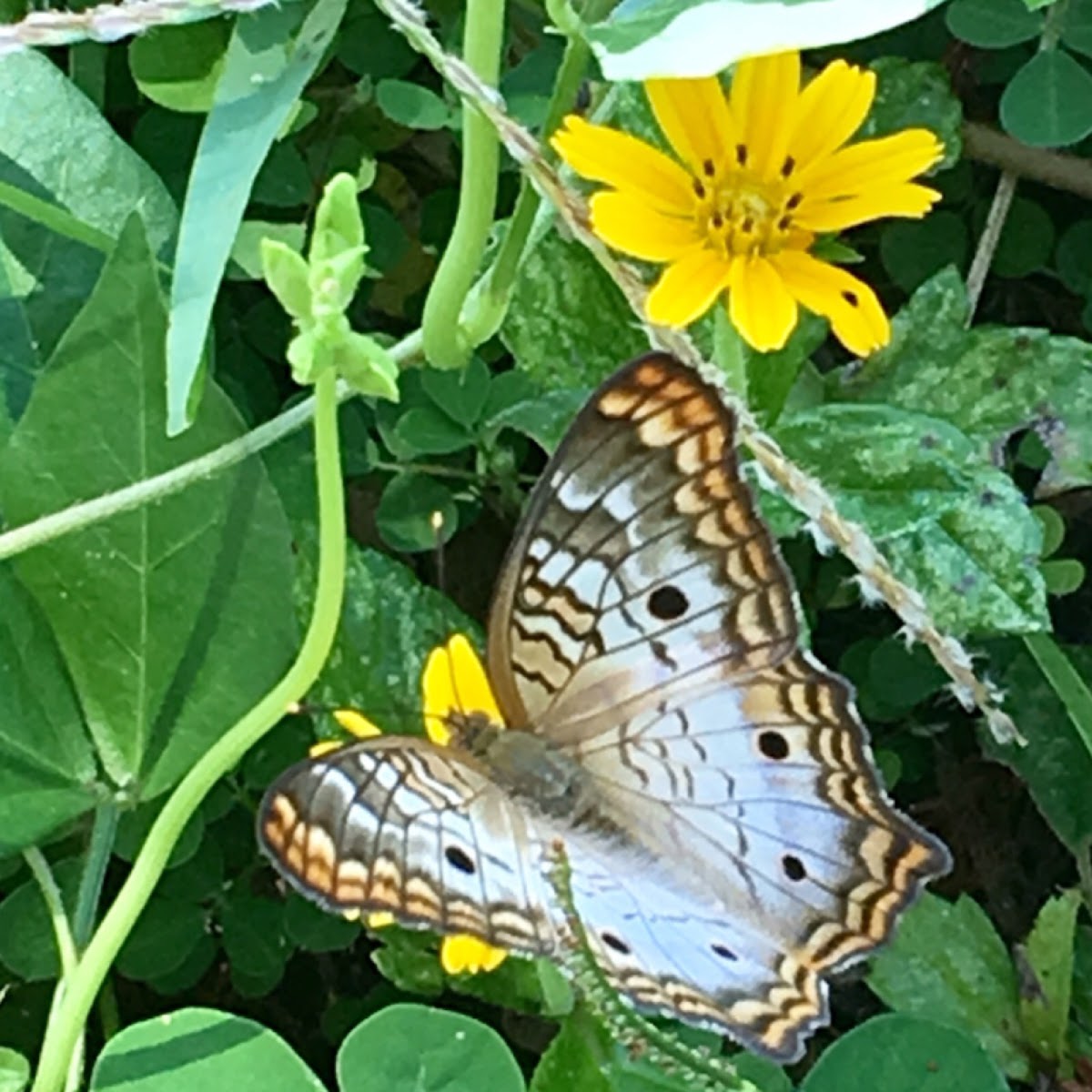 White peacock