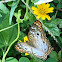 White peacock