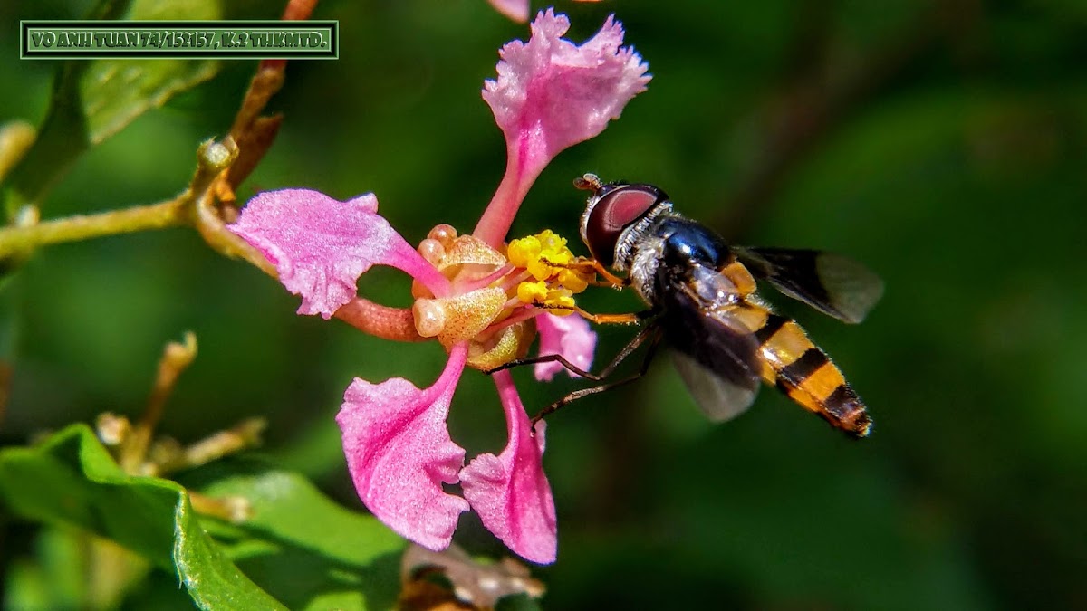 Sick Hoverfly.