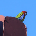 Eastern Rosella