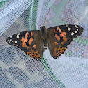 Painted Lady Butterfly