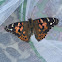 Painted Lady Butterfly