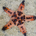 Horned sea star