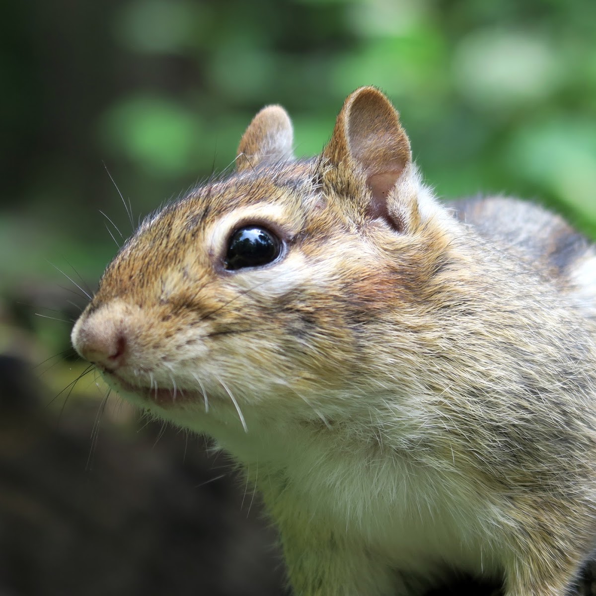 Eastern Chipmunk