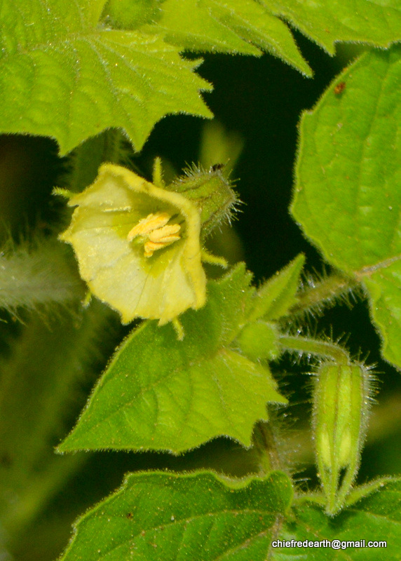 native gooseberry, wild cape gooseberry , pygmy groundcherry