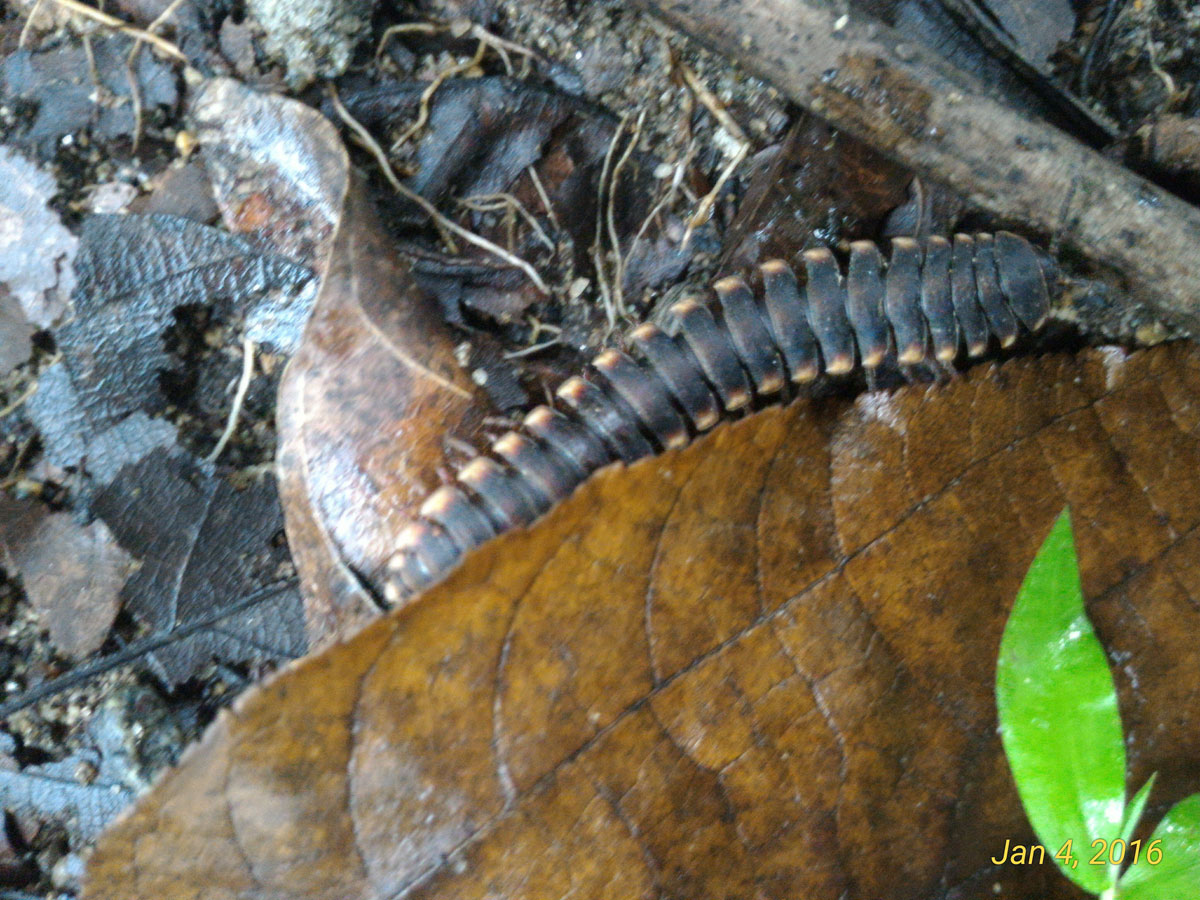 Flat-backed Millipede