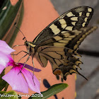 Swallowtail