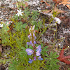 Sundial Lupine