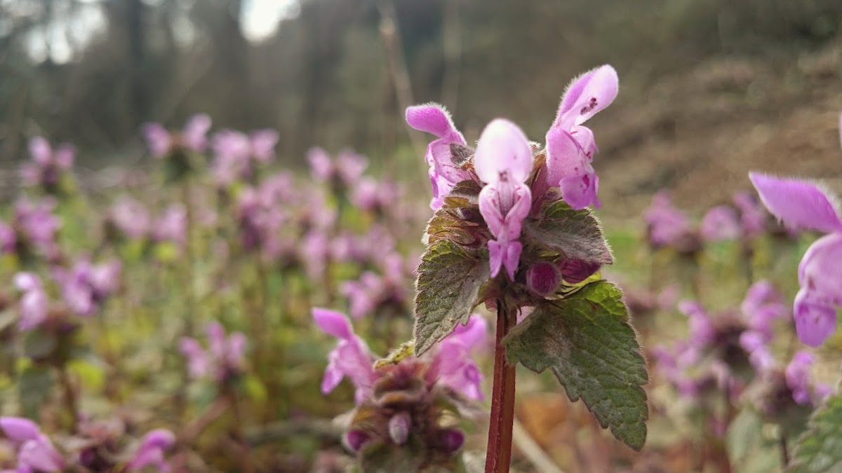 Purple dead-nettle