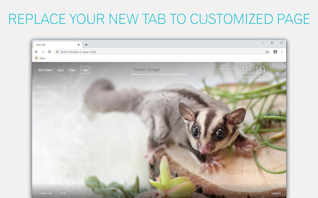 Sugar Glider Wallpaper Custom Gliders New Tab