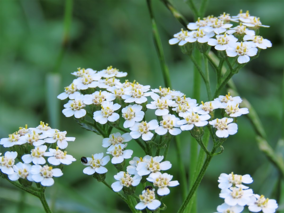 Yarrow