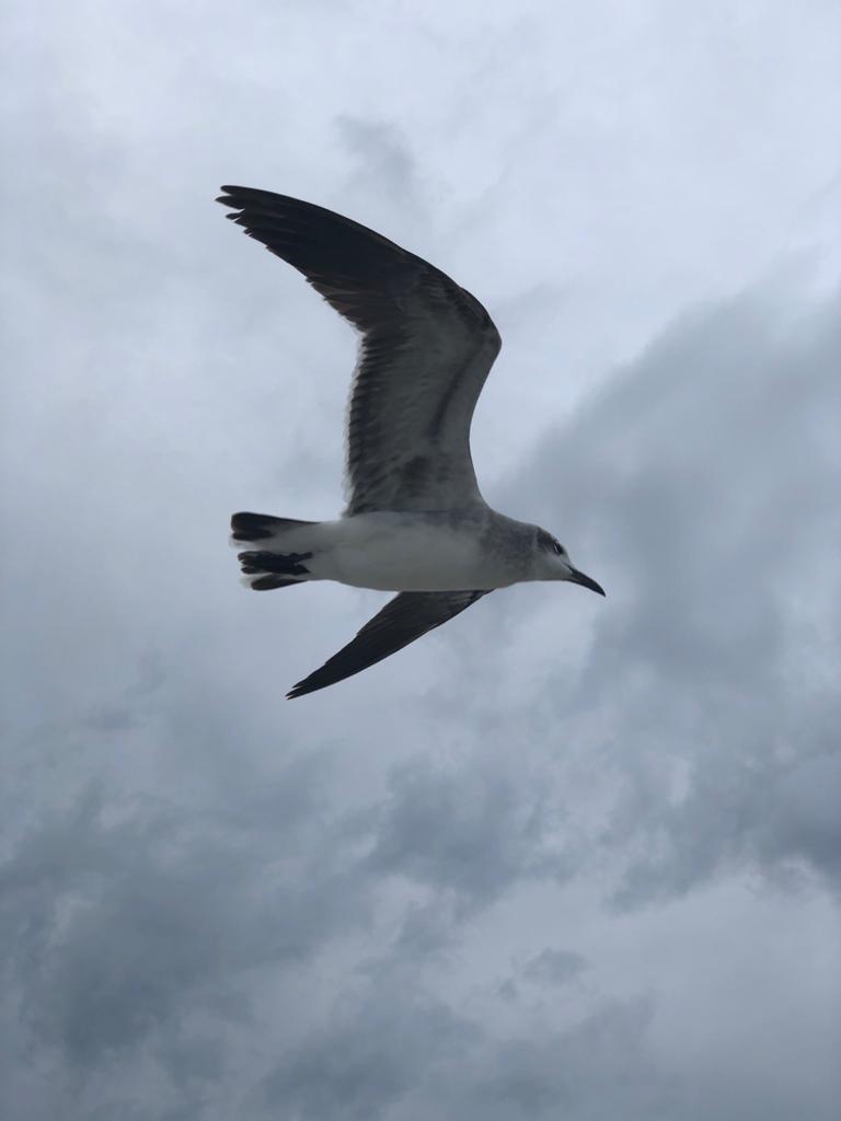 Laughing Gull