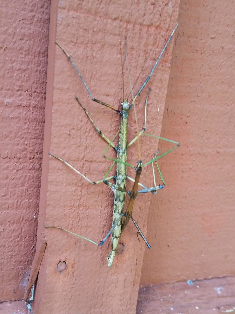 Giant Walkingstick  (mating)