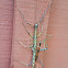 Giant Walkingstick  (mating)