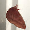 Io moth