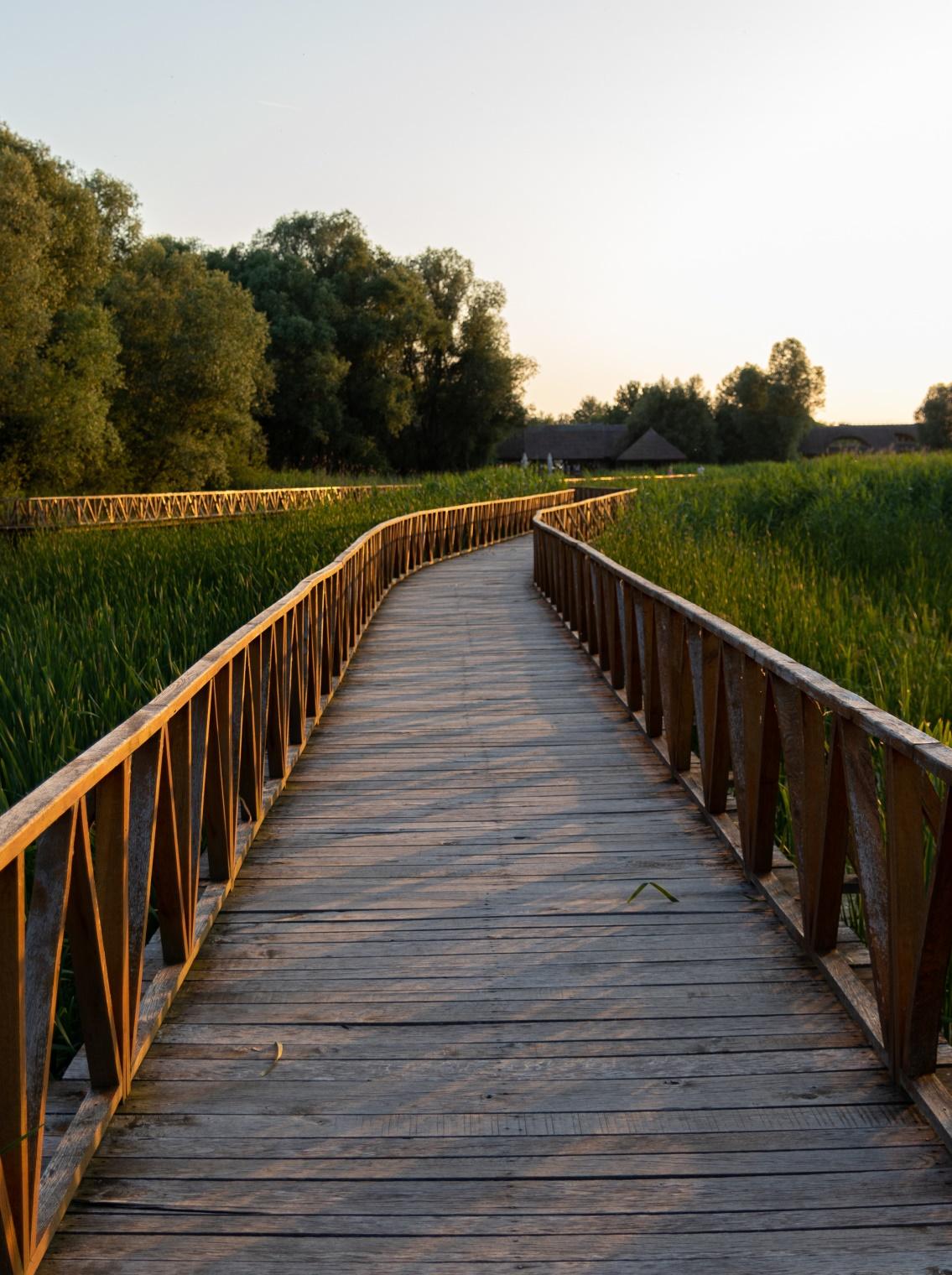 vertical-shot-boardwalk-through-tall-grasses-trees-during-sunrise