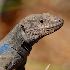 Lagarto tizón (Western canaries lizard)