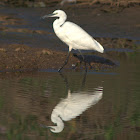 Little Egret