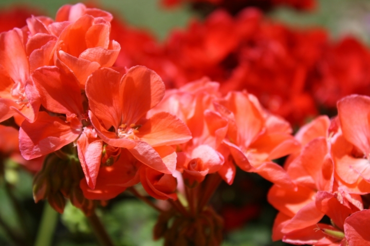 Fiori di san venanzo di pirata