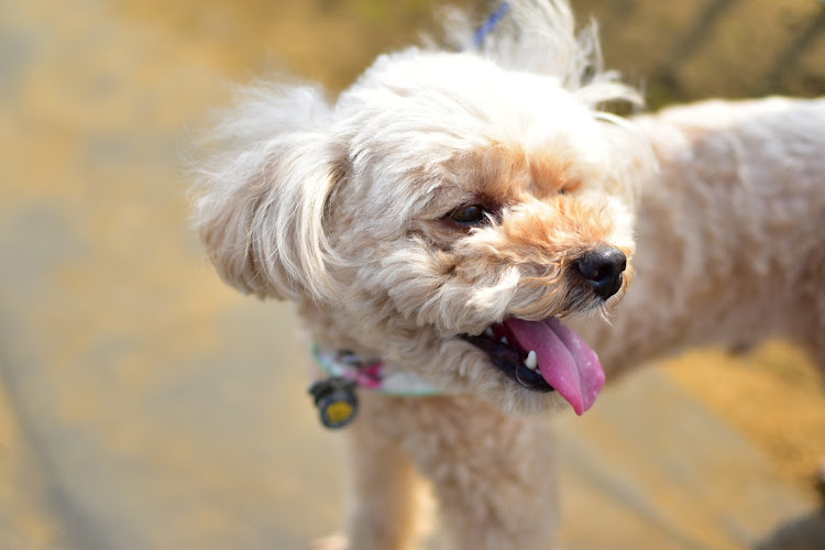 スカイラインの桜🌸POWER・穴場のうどん屋・チューリップフェスタ・愛犬そら君・一眼レフに関するカスタム事例の投稿画像14枚目