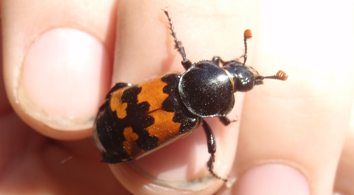 Burying beetle