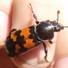 Burying beetle