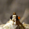 Mite on moth's eye