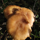 Honey fungus