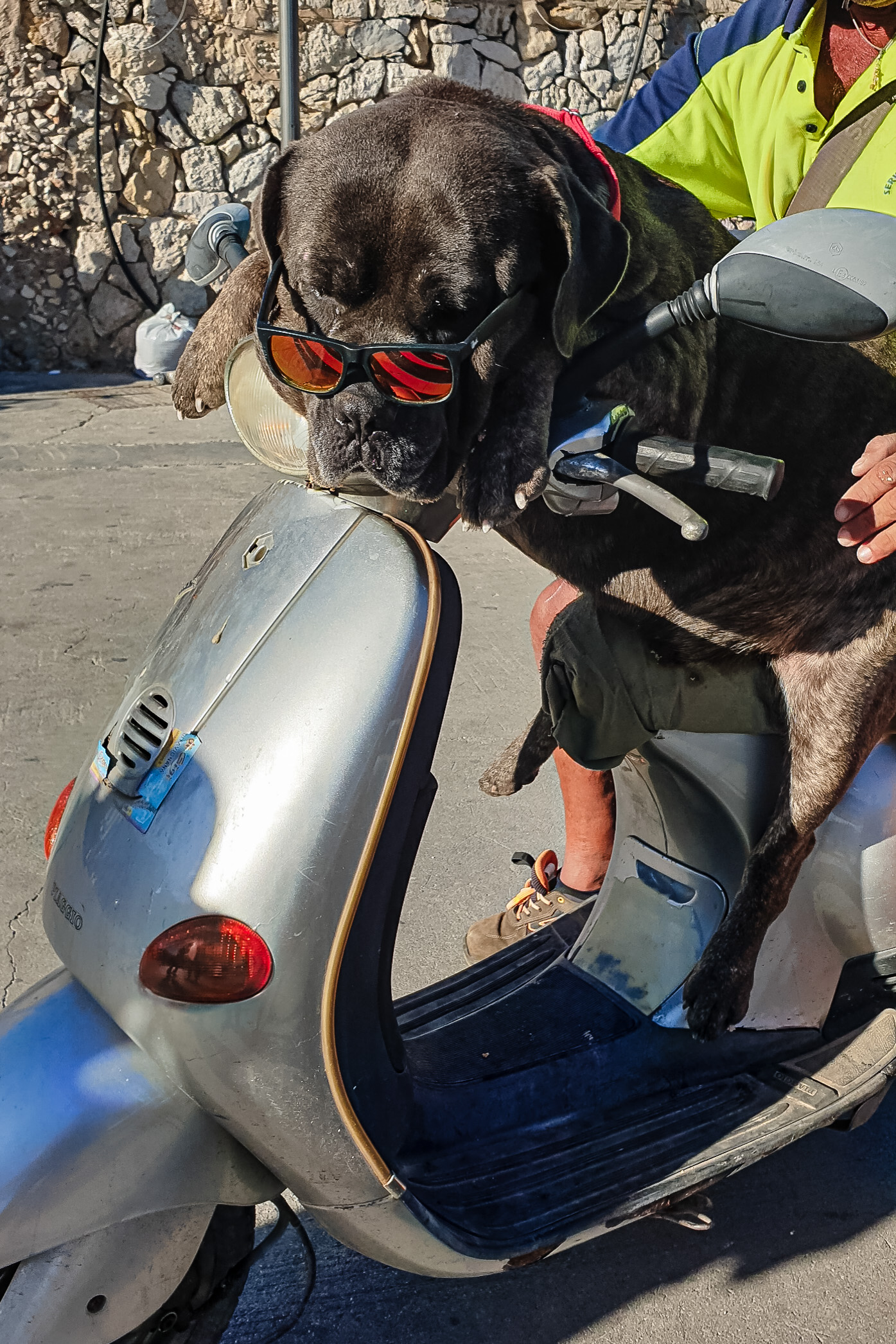 il cane scooterista  di Roby_C