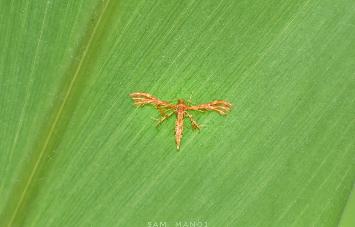 Plume Moth