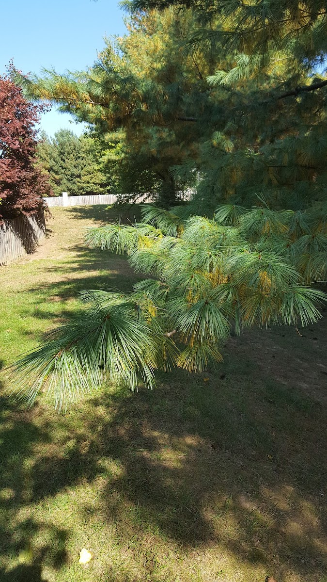 Longleaf pine