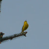 Yellow Warbler