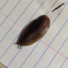 Florida leatherleaf slug