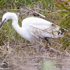 Little Egret; Garceta Común