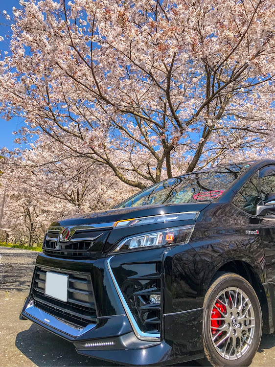 ヴォクシーの皆様おはようございます・TEAM Excitación・桜とコラボ🌸・富士山・雨に関するカスタム事例の投稿画像3枚目