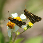 Salt Marsh Skipper Butterfly