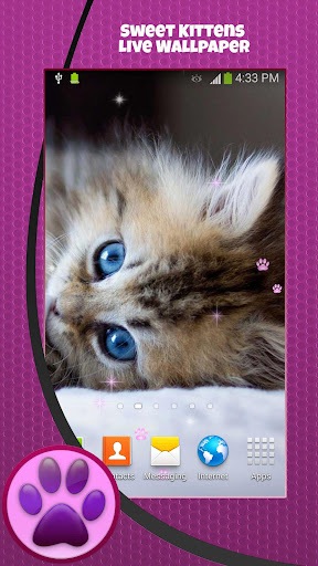 免費下載個人化APP|Sweet Kittens Live Wallpaper app開箱文|APP開箱王